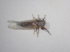 Platypedia laticapitata