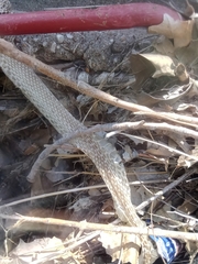 Colubridae