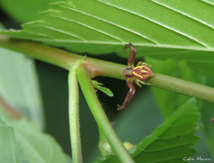 Misumenops maculissparsus
