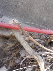 Colubridae