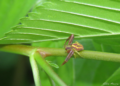 Misumenops maculissparsus