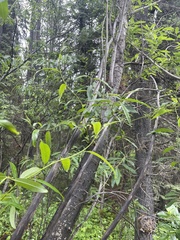 Salix lasiandra caudata