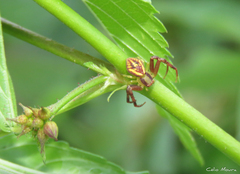 Misumenops maculissparsus