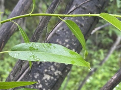 Salix lasiandra caudata