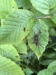Leiobunum hoffmani