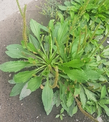 Plantago depressa
