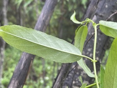 Salix lasiandra caudata