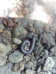 Narceus americanus
