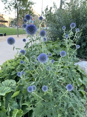 Echinops