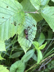 Leiobunum hoffmani