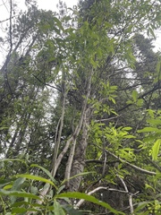 Salix lasiandra caudata