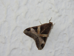 Melipotis nigrobasis