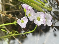 Cardamine polemonioides
