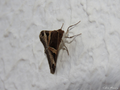 Melipotis nigrobasis