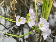 Cardamine polemonioides