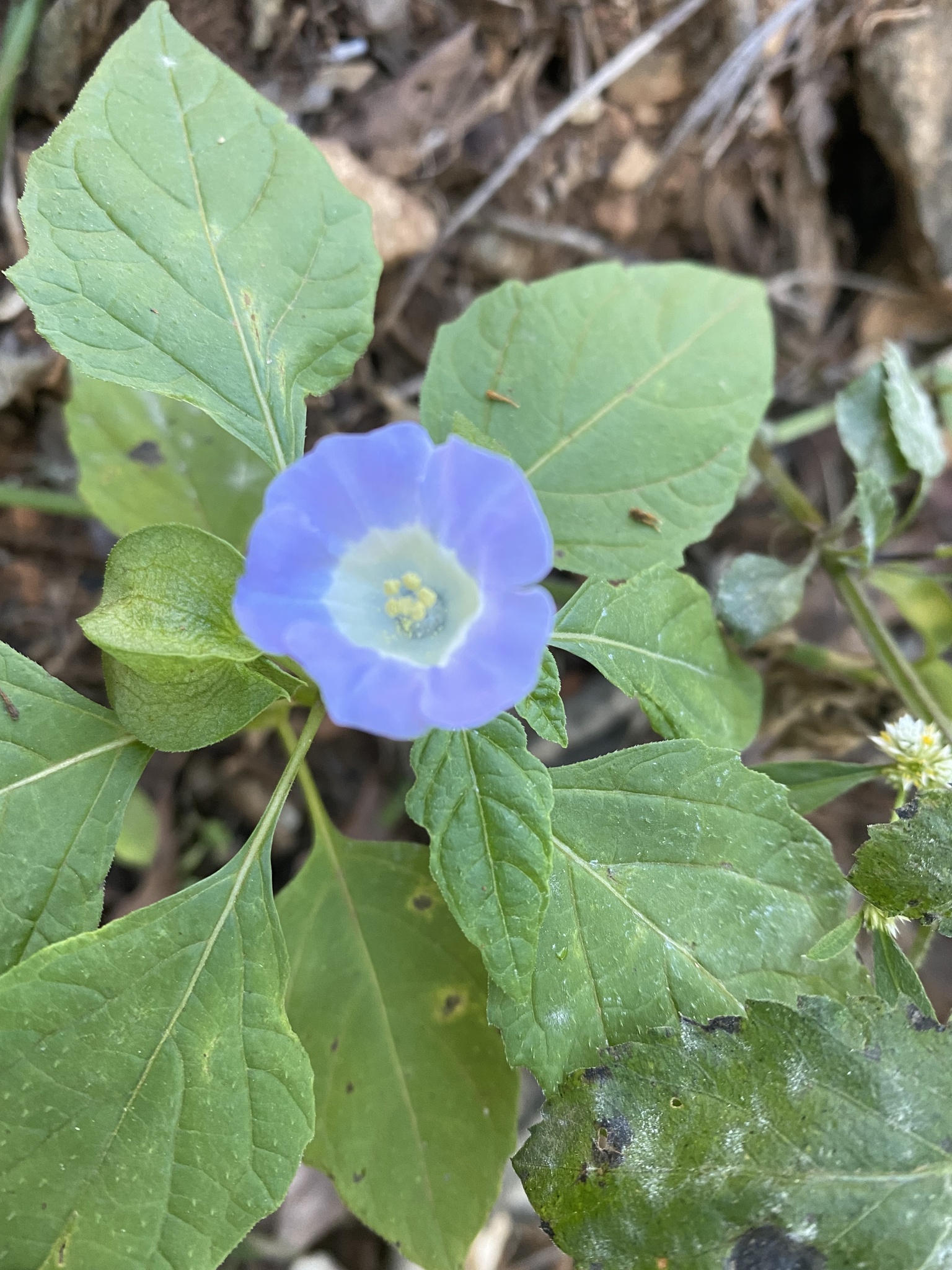 Nicandra physalodes