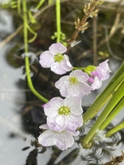 Cardamine polemonioides