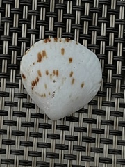 Tucetona