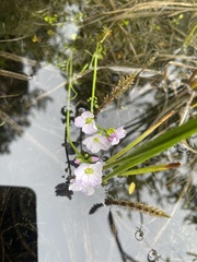 Cardamine polemonioides