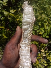 Colubridae