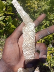 Colubridae