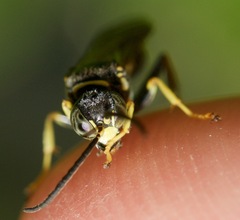 Gorytes atricornis