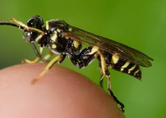 Gorytes atricornis