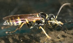 Gorytes atricornis
