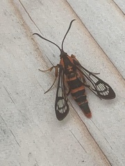 Synanthedon novaroensis