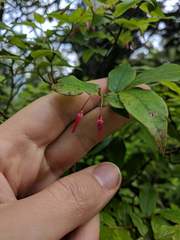 Vaccinium erythrocarpum