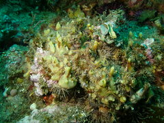 Hymeniacidon perlevis