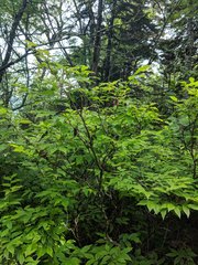 Vaccinium erythrocarpum