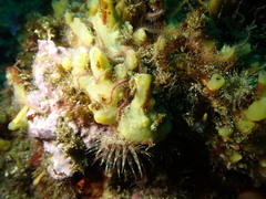 Hymeniacidon perlevis