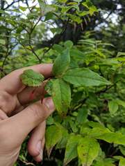 Vaccinium erythrocarpum