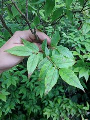 Vaccinium erythrocarpum