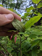 Vaccinium erythrocarpum