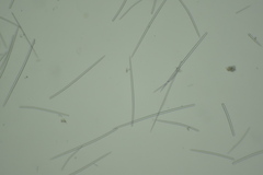 Hymeniacidon perlevis