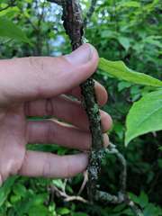 Vaccinium erythrocarpum