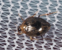Peltodytes muticus