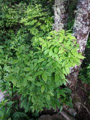 Vaccinium erythrocarpum