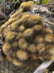 Mammillaria nivosa