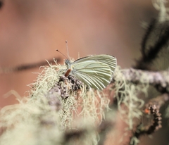 Pieris marginalis