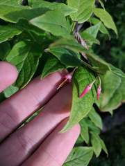 Vaccinium erythrocarpum