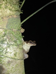 Osteocephalus planiceps