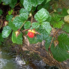 Rubus nepalensis