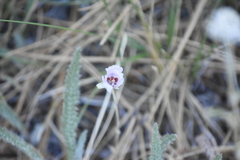 Calochortus palmeri