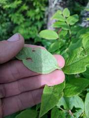 Vaccinium erythrocarpum