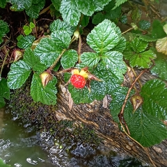Rubus nepalensis