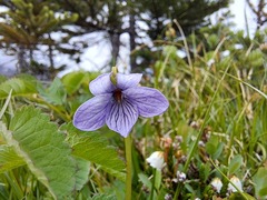 Viola langsdorffii