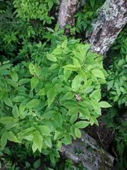 Vaccinium erythrocarpum